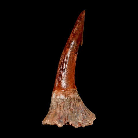 XL 2.4" Sawfish Fossil Tooth Barb Onchopristis Numidus Cretaceous Dinosaur Era COA