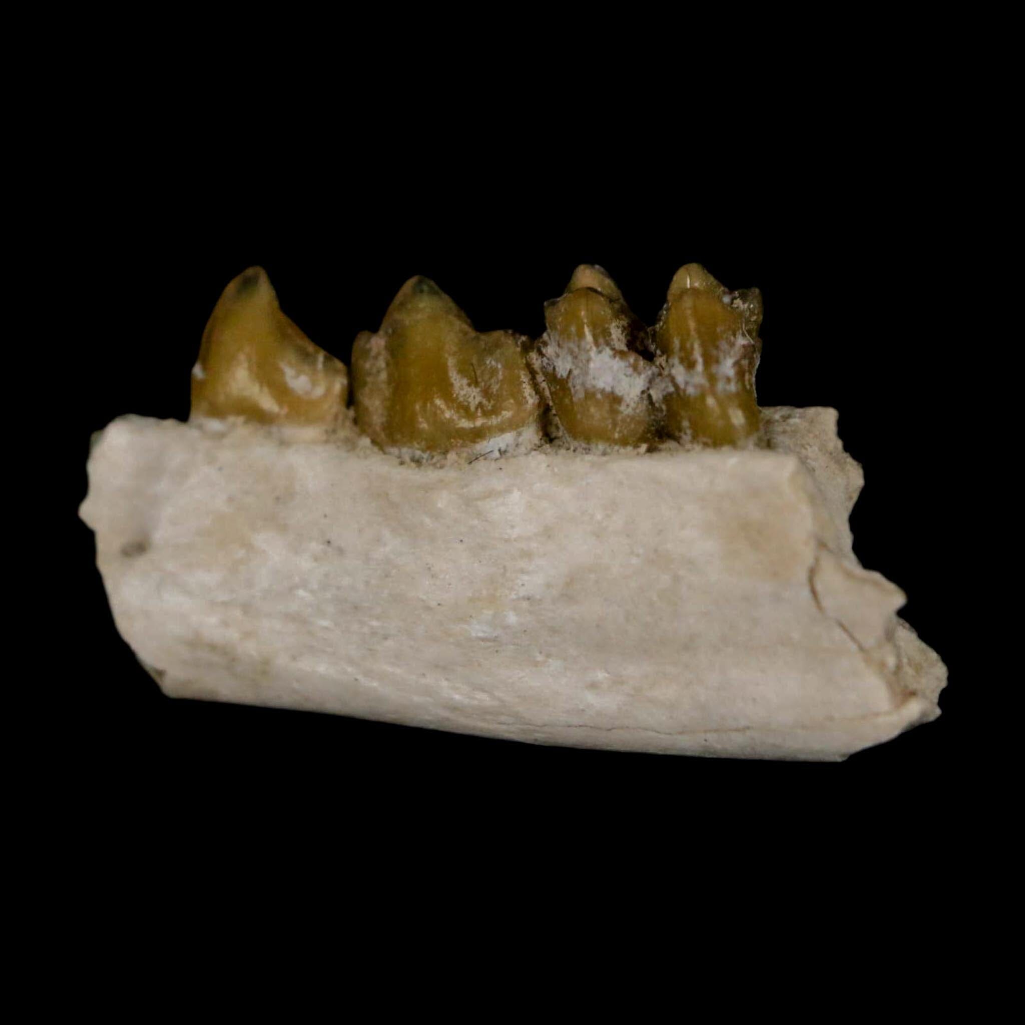 0.8" Leptomeryx Evansi Oligocene Age Fossil Deer Jaw Teeth Wyoming Display COA - Fossil Age Minerals