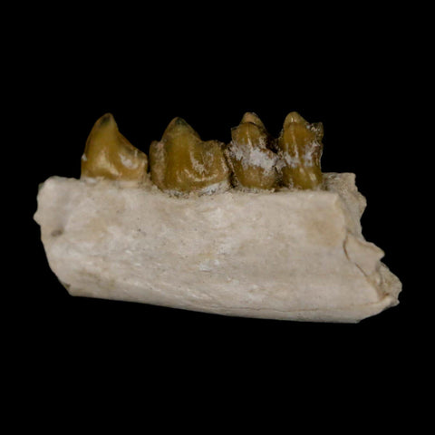 0.8" Leptomeryx Evansi Oligocene Age Fossil Deer Jaw Teeth Wyoming Display COA - Fossil Age Minerals