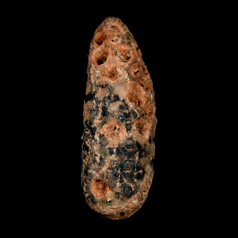 1.9" Fossil Pine Cone Equicalastrobus Replaced By Agate Eocene Age Seeds Fruit - Fossil Age Minerals