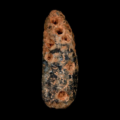 1.9" Fossil Pine Cone Equicalastrobus Replaced By Agate Eocene Age Seeds Fruit - Fossil Age Minerals