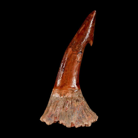 XL 2.4" Sawfish Fossil Tooth Barb Onchopristis Numidus Cretaceous Dinosaur Era COA