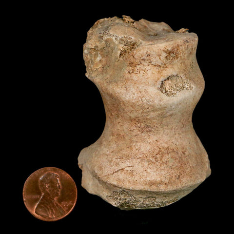 1.9" Brontothere Fossil Limb Bone Eocene Age Badlands S Dakota Titanothere COA - Fossil Age Minerals