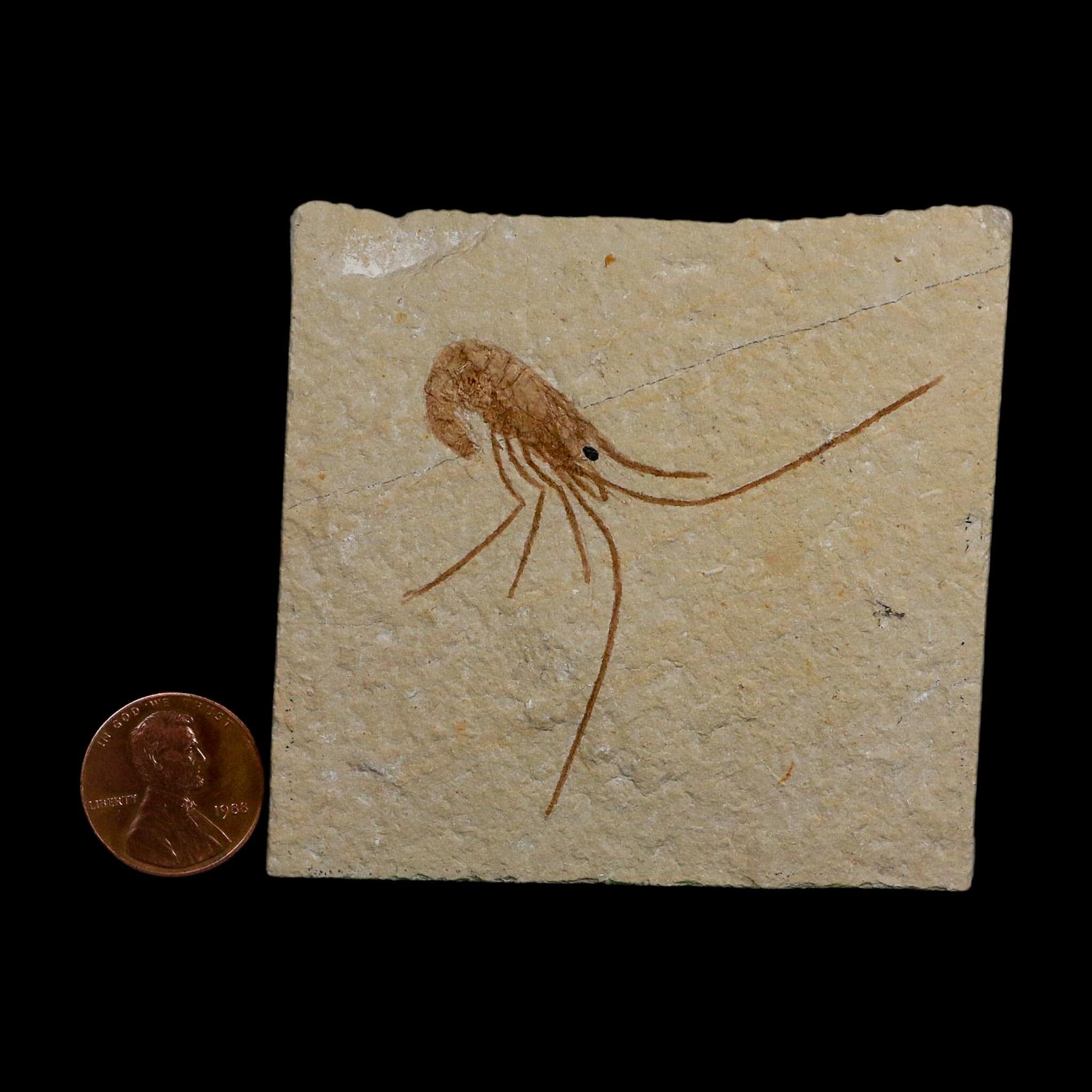 2.3" Fossil Shrimp Carpopenaeus Cretaceous Age 100 Mil Yrs Old Lebanon COA - Fossil Age Minerals