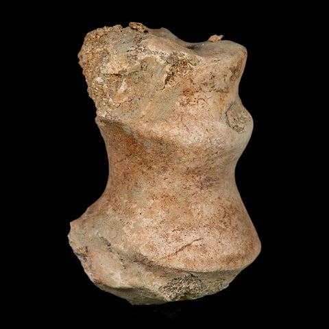 1.9" Brontothere Fossil Limb Bone Eocene Age Badlands S Dakota Titanothere COA - Fossil Age Minerals