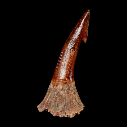 XL 2.4" Sawfish Fossil Tooth Barb Onchopristis Numidus Cretaceous Dinosaur Era COA