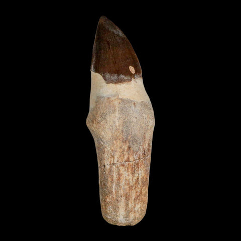 XL 4.4" Mosasaur Prognathodon Fossil Tooth Rooted Cretaceous Dinosaur Era COA - Fossil Age Minerals