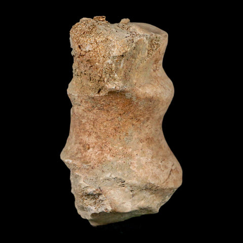 1.9" Brontothere Fossil Limb Bone Eocene Age Badlands S Dakota Titanothere COA - Fossil Age Minerals