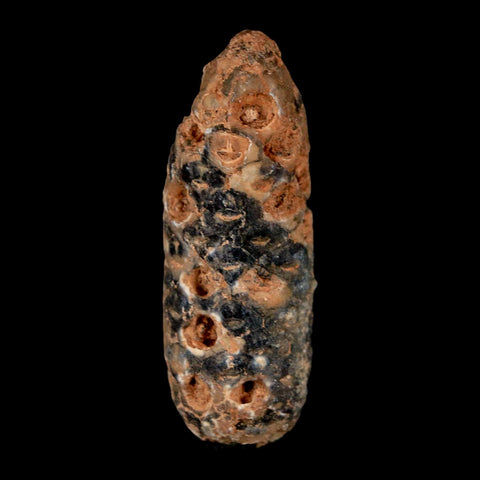 1.9" Fossil Pine Cone Equicalastrobus Replaced By Agate Eocene Age Seeds Fruit - Fossil Age Minerals