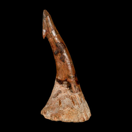 XL 2.8" Sawfish Fossil Tooth Barb Onchopristis Numidus Cretaceous Dinosaur Era COA