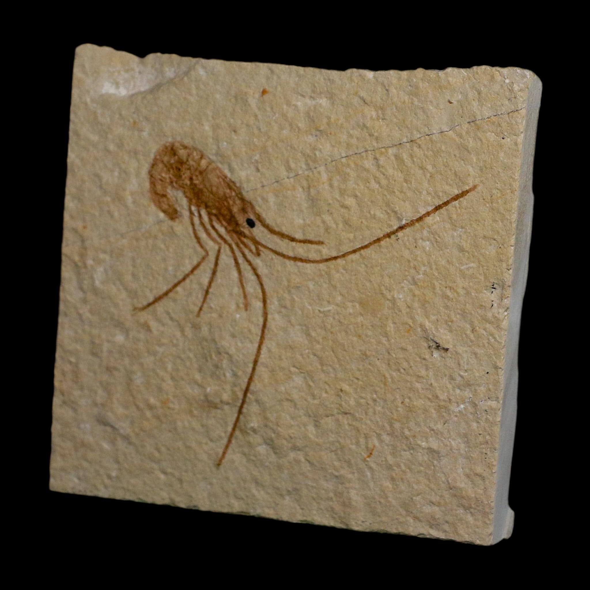 2.3" Fossil Shrimp Carpopenaeus Cretaceous Age 100 Mil Yrs Old Lebanon COA - Fossil Age Minerals