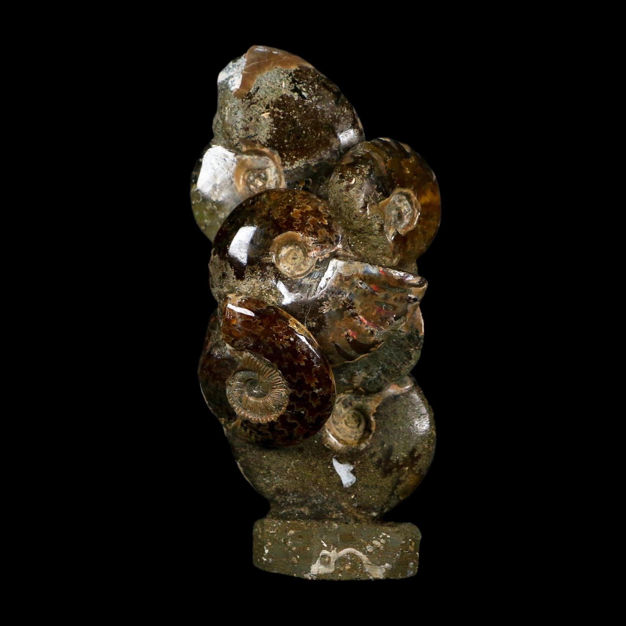 3.9" Iridescent Red Cleoniceras Ammonites Fossil Cluster on Stand Jurassic Age