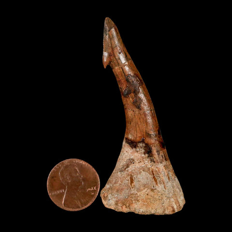 XL 2.8" Sawfish Fossil Tooth Barb Onchopristis Numidus Cretaceous Dinosaur Era COA