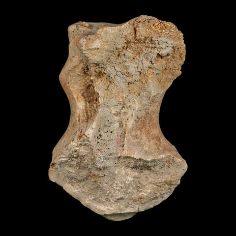 1.9" Brontothere Fossil Limb Bone Eocene Age Badlands S Dakota Titanothere COA - Fossil Age Minerals