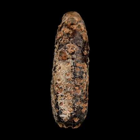 XL 2.4" Fossil Pine Cone Equicalastrobus Replaced By Agate Eocene Age Seeds Fruit