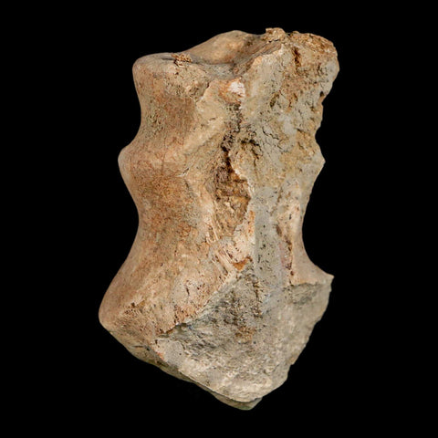 1.9" Brontothere Fossil Limb Bone Eocene Age Badlands S Dakota Titanothere COA - Fossil Age Minerals
