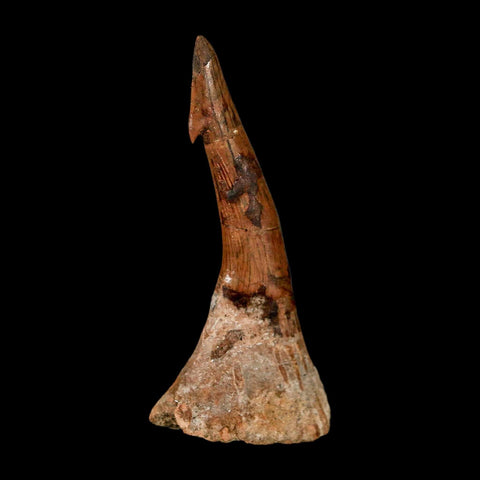 XL 2.8" Sawfish Fossil Tooth Barb Onchopristis Numidus Cretaceous Dinosaur Era COA