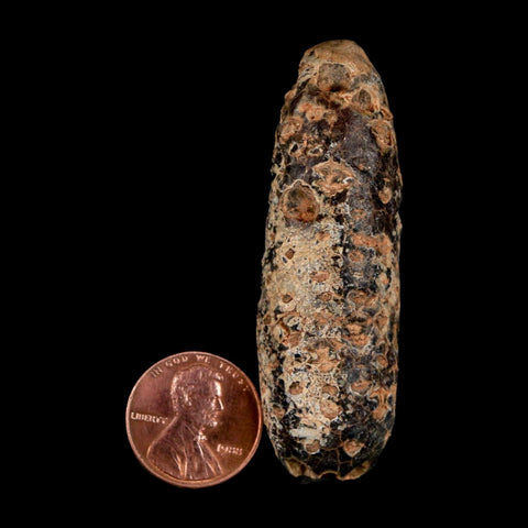 XL 2.4" Fossil Pine Cone Equicalastrobus Replaced By Agate Eocene Age Seeds Fruit - Fossil Age Minerals