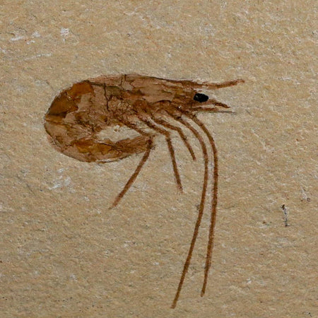 1.3" Fossil Shrimp Carpopenaeus Cretaceous Age 100 Mil Yrs Old Lebanon COA