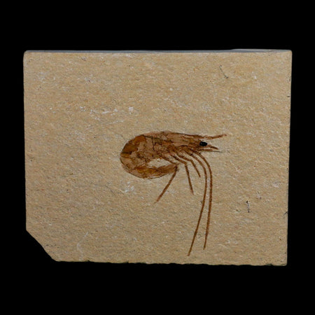 1.3" Fossil Shrimp Carpopenaeus Cretaceous Age 100 Mil Yrs Old Lebanon COA