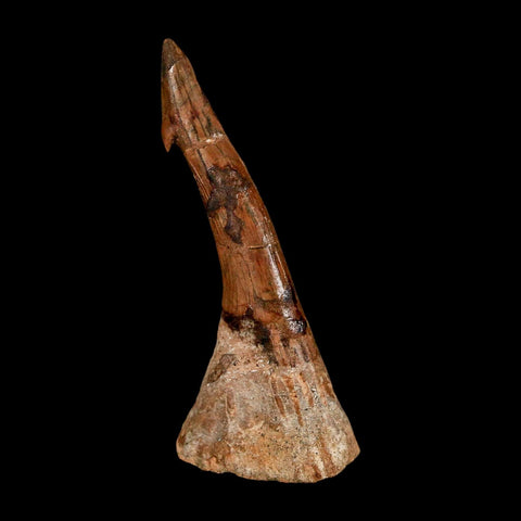 XL 2.8" Sawfish Fossil Tooth Barb Onchopristis Numidus Cretaceous Dinosaur Era COA