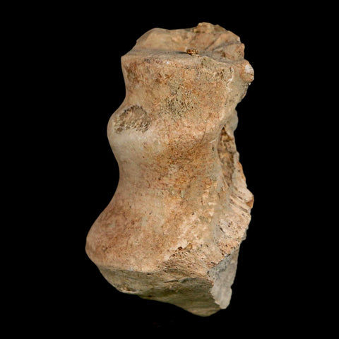 1.9" Brontothere Fossil Limb Bone Eocene Age Badlands S Dakota Titanothere COA - Fossil Age Minerals