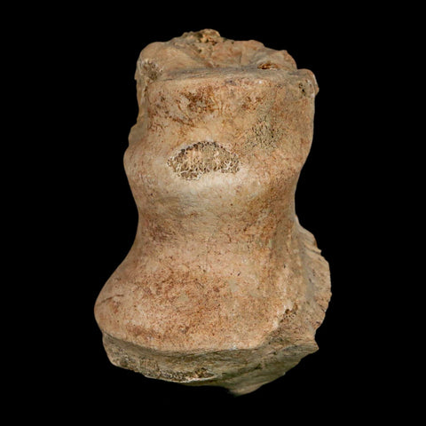 1.9" Brontothere Fossil Limb Bone Eocene Age Badlands S Dakota Titanothere COA - Fossil Age Minerals