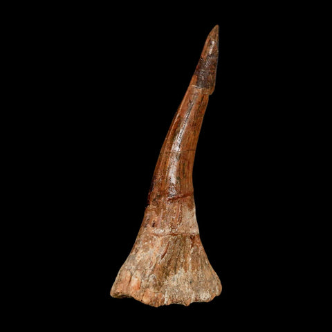 XL 2.8" Sawfish Fossil Tooth Barb Onchopristis Numidus Cretaceous Dinosaur Era COA