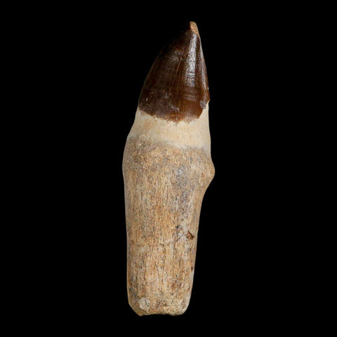 XL 4.4" Mosasaur Prognathodon Fossil Tooth Rooted Cretaceous Dinosaur Era COA - Fossil Age Minerals