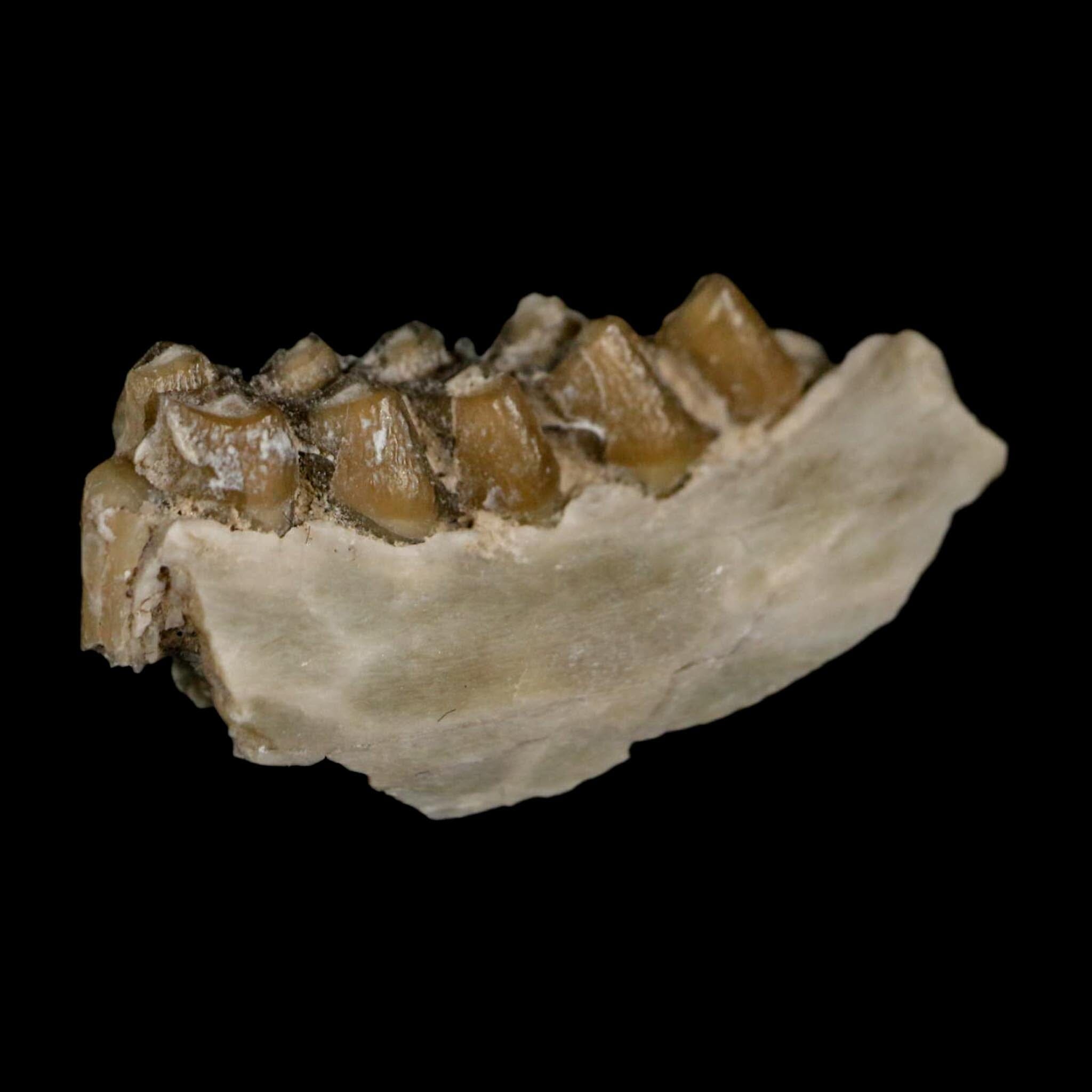 1" Leptomeryx Evansi Oligocene Age Fossil Deer Jaw Teeth Wyoming Display COA - Fossil Age Minerals