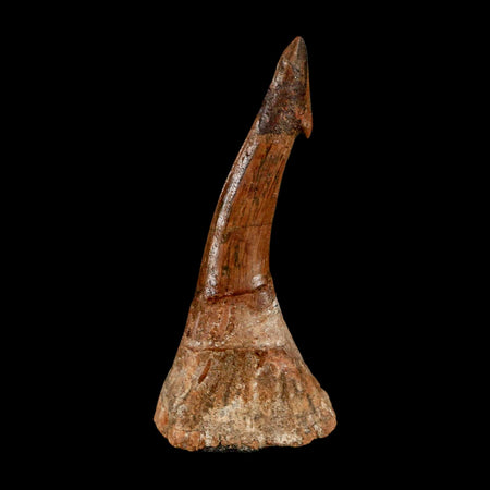 XL 2.8" Sawfish Fossil Tooth Barb Onchopristis Numidus Cretaceous Dinosaur Era COA