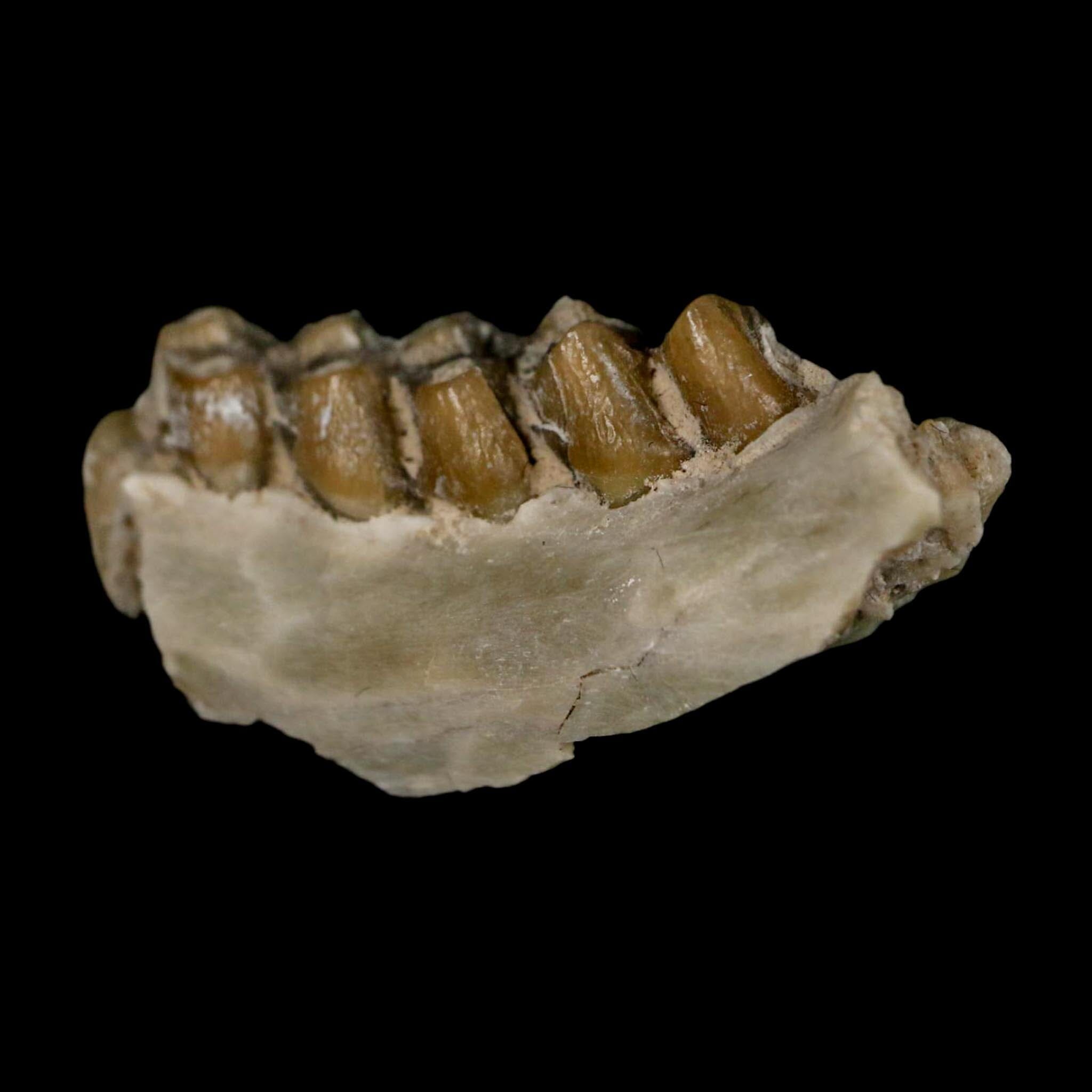 1" Leptomeryx Evansi Oligocene Age Fossil Deer Jaw Teeth Wyoming Display COA - Fossil Age Minerals
