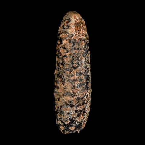 XL 2.4" Fossil Pine Cone Equicalastrobus Replaced By Agate Eocene Age Seeds Fruit - Fossil Age Minerals