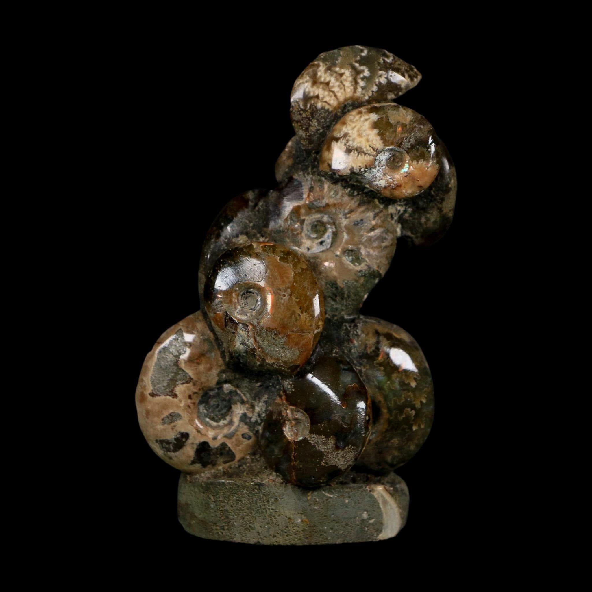 3" Cleoniceras Ammonites Fossil Cluster on Stand Madagascar Jurassic Age