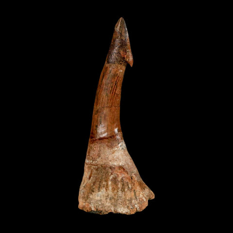 XL 2.8" Sawfish Fossil Tooth Barb Onchopristis Numidus Cretaceous Dinosaur Era COA