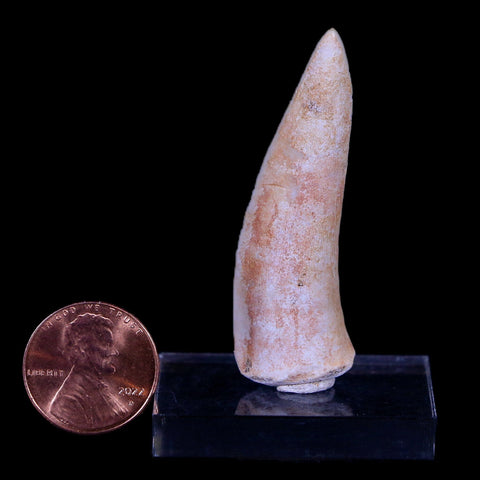 XL 2" Saber Toothed Herring Fossil Fang Enchodus Libycus Cretaceous COA Stand - Fossil Age Minerals
