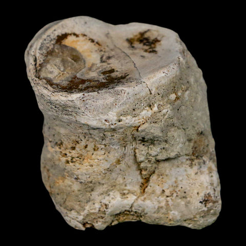 1.9" Brontothere Fossil Toe Bone Eocene Age Badlands S Dakota Titanothere COA - Fossil Age Minerals