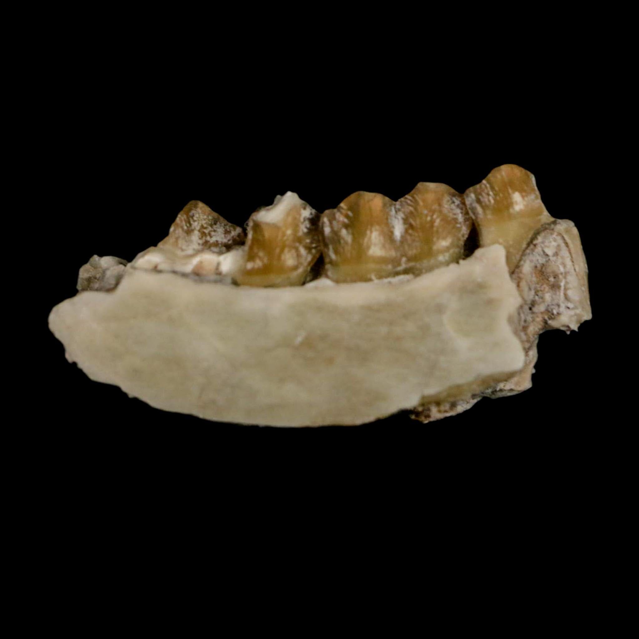 1" Leptomeryx Evansi Oligocene Age Fossil Deer Jaw Teeth Wyoming Display COA - Fossil Age Minerals