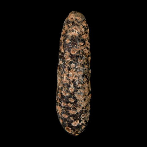 XL 2.4" Fossil Pine Cone Equicalastrobus Replaced By Agate Eocene Age Seeds Fruit - Fossil Age Minerals