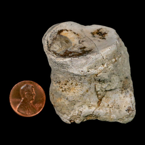 1.9" Brontothere Fossil Toe Bone Eocene Age Badlands S Dakota Titanothere COA - Fossil Age Minerals