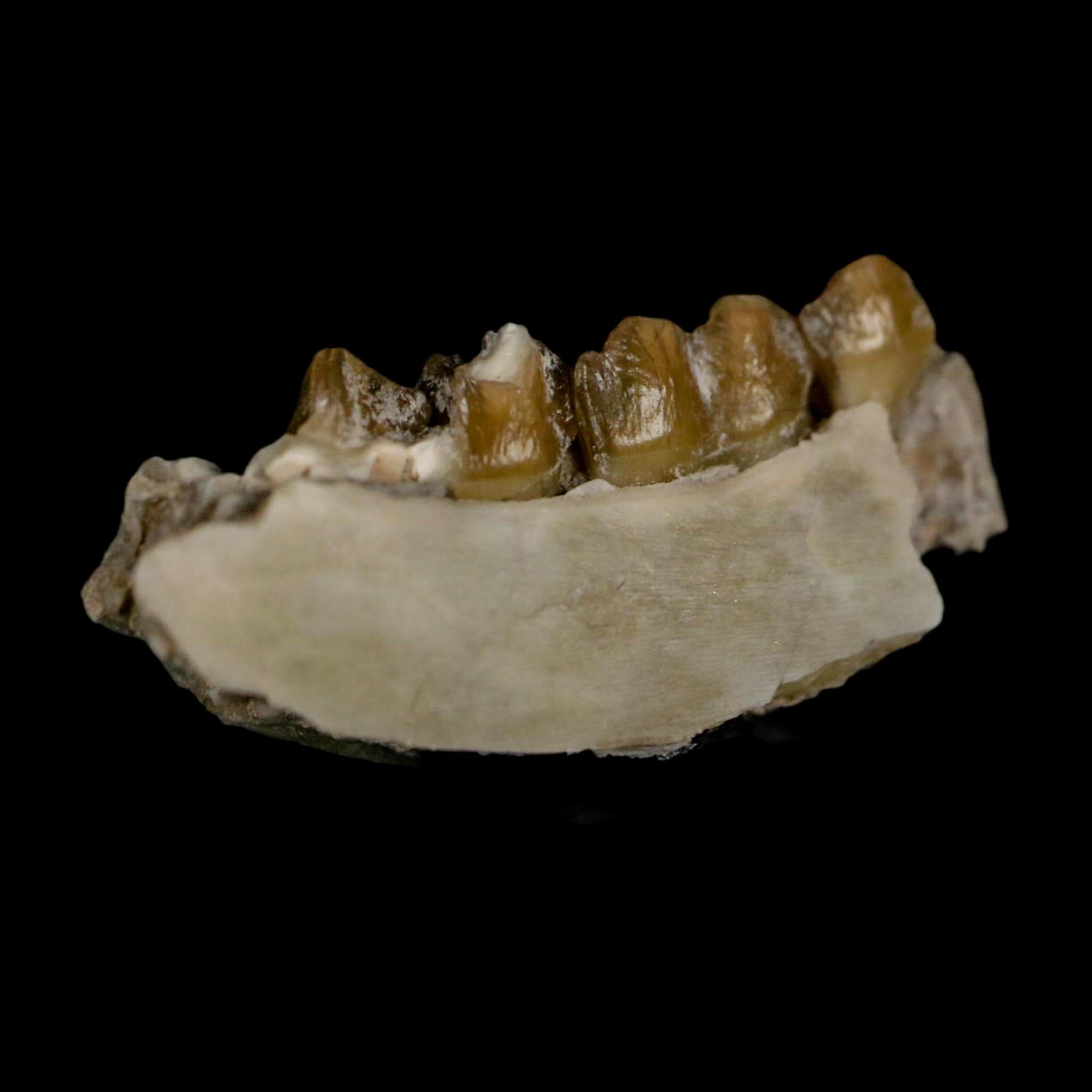 1" Leptomeryx Evansi Oligocene Age Fossil Deer Jaw Teeth Wyoming Display COA - Fossil Age Minerals
