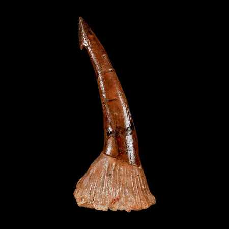 XL 2.9" Sawfish Fossil Tooth Barb Onchopristis Numidus Cretaceous Dinosaur Era COA