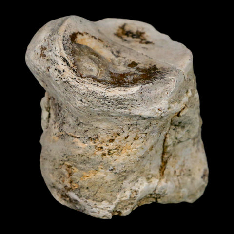 1.9" Brontothere Fossil Toe Bone Eocene Age Badlands S Dakota Titanothere COA - Fossil Age Minerals