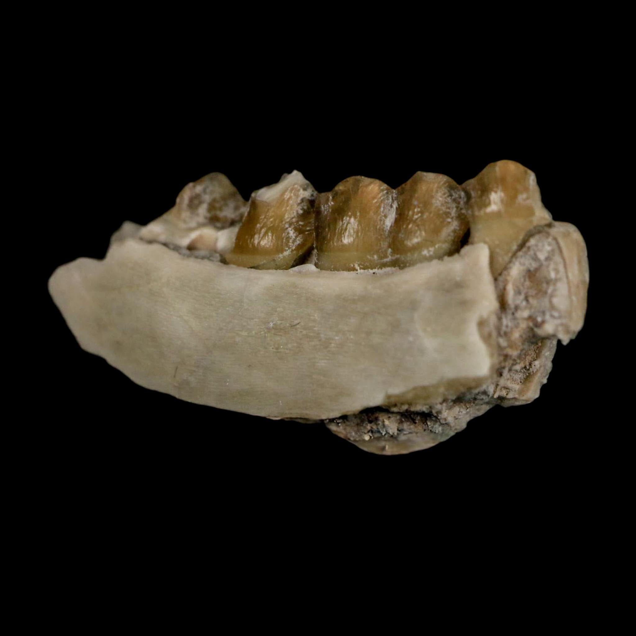 1" Leptomeryx Evansi Oligocene Age Fossil Deer Jaw Teeth Wyoming Display COA - Fossil Age Minerals