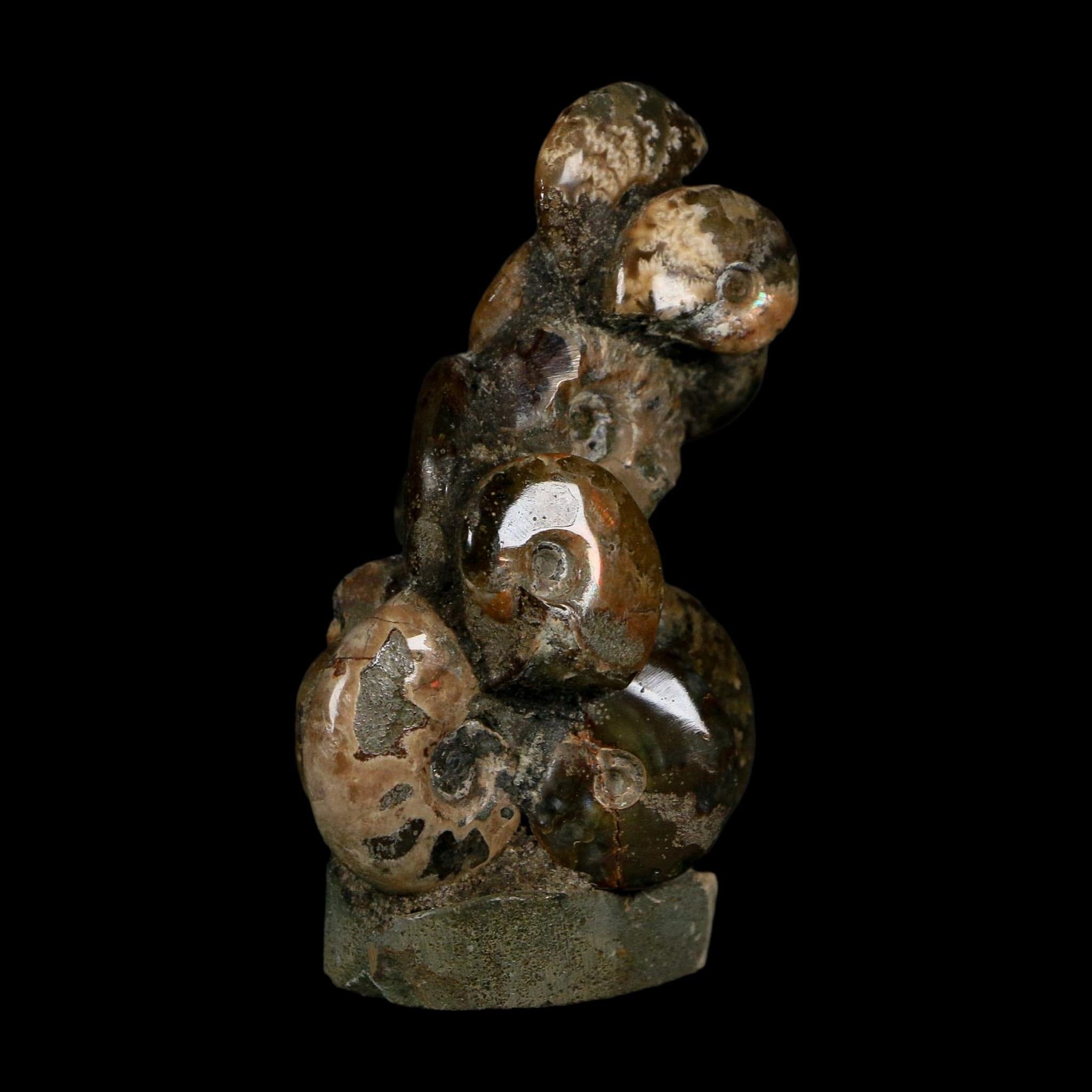 3" Cleoniceras Ammonites Fossil Cluster on Stand Madagascar Jurassic Age