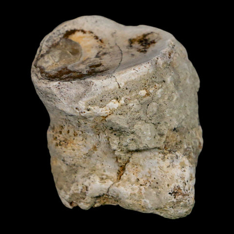 1.9" Brontothere Fossil Toe Bone Eocene Age Badlands S Dakota Titanothere COA - Fossil Age Minerals