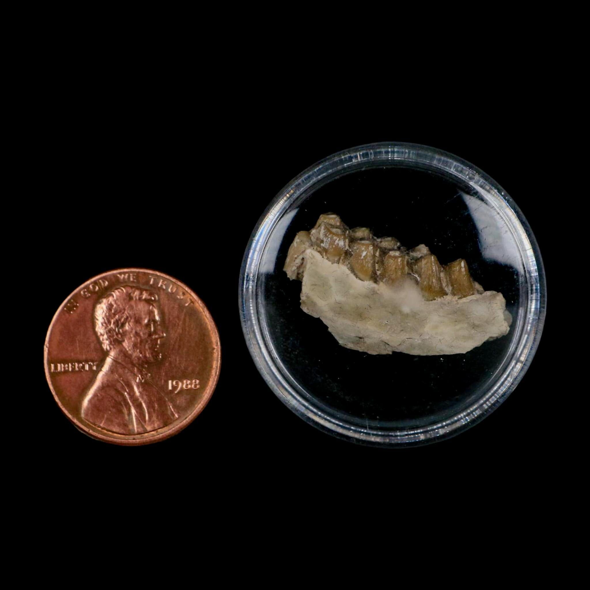 1" Leptomeryx Evansi Oligocene Age Fossil Deer Jaw Teeth Wyoming Display COA - Fossil Age Minerals