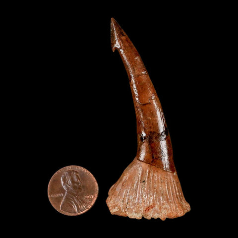 XL 2.9" Sawfish Fossil Tooth Barb Onchopristis Numidus Cretaceous Dinosaur Era COA