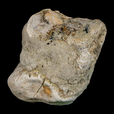 1.9" Brontothere Fossil Toe Bone Eocene Age Badlands S Dakota Titanothere COA - Fossil Age Minerals