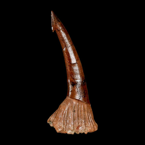 XL 2.9" Sawfish Fossil Tooth Barb Onchopristis Numidus Cretaceous Dinosaur Era COA